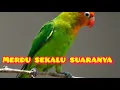 Lagu MERDU SEKALI SUARA BURUNG CINTA,LOVE BRID