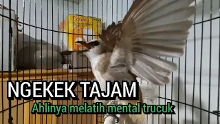 ngekek tajam trucukan gacor ngekek tajam ini ampuh melatih mental agar trucuk gacor nyaut seketika