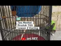 Download Lagu Murai Ditomplok Kucing Malah Jadi Gacor Bongkar Isian 