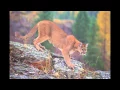 Download Lagu Lynx, Bobcat, and Cougar Sounds