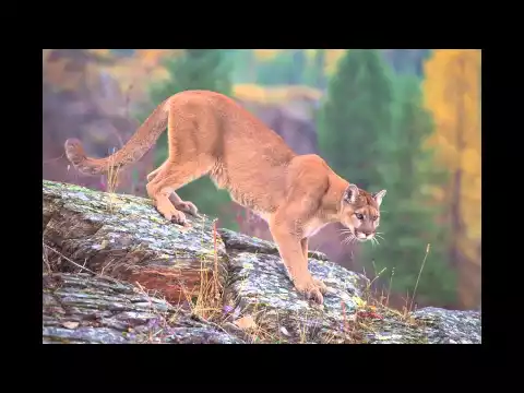 Download MP3 Lynx, Bobcat, and Cougar Sounds