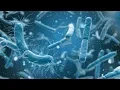 Web of Complex Biology Science Documentary Bill Nye
