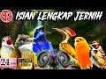 Lagu MATERI MEWAH❗masteran Murai Batu Full Isian Tembakan Mewah Juara Nasional❗