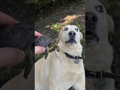 🐶👀 ¡La tortuga lo dejó FLIPANDO! 😂🐢🐶🤣 #Comedy