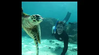Turtle encounter (Learning By Doing Shorts #1)