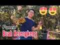 PANEN BUAH KELENGKENG Guys...!! Langsung dari belakang rumah.