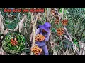 Download Lagu Berpetulang mencari buah-buahan liar dan memasak sayuran hutan yang kaya akan manfaat | Kang Kumang