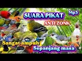 Download Lagu SUARA PIKAT BURCIL ANTI ZONK, PAKE SUARA INI SEMUA JENIS BURUNG NYAUT MP3