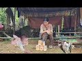 Download Lagu Single mother and two children make pickled bamboo shoots to sell to buy meat to eat