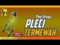 Download Lagu 🔴 LIVE Masteran PLECI Termewah