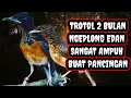 Download Lagu MURAI TROTOL USIA 2 BULAN || GACOR , PANCINGAN MURAI TROTOL NGERIWIK LANGSUNG NGEPLONG.!!!