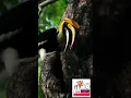 Download Lagu Menikmati suara kepakan sayap burung Enggang/Rangkong Sungguh mempesona