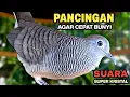 Download Lagu Perkutut Lokal Gacor Suara Paling Ampuh Untuk Pancingan Burung Perkutut Agar Bunyi