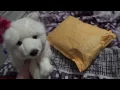 Webkinz signature package