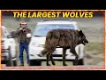 The 10 Biggest Wolves on the Planet
