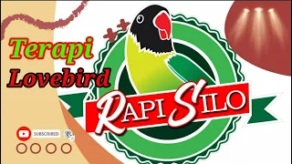 Download Terapi Lovebird Terbaru, Lovebird Lain Pasti Ngikut MP3