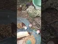 Download Lagu MEMBERIKAN PAKAN BURUNG TERBAIK DI AVIARY MINI || BURUNG EMPRIT KAJI KEPERGOK LAGI MAKAN