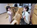 I burst out laughing at the unexpected behavior of my Shiba Inu and my 2-year-old daughter who we...