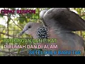 Lagu PANCINGAN DIRUMAH TEKUKUR DEKUKUR GACOR LOKAL ALAM