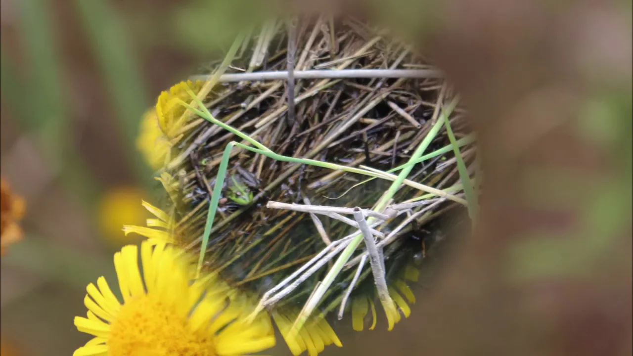 Kruibeke'Het Kortbroek' 2018