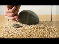 Solo Desktop Aquarium with Remote Controlled LED Lighting