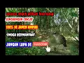 Download Lagu MP3 suara pikat burung jongkangan coklat
