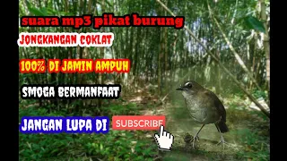 Download MP3 suara pikat burung jongkangan coklat MP3