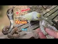 Download Lagu Rắn Hổ Mang Lại Lần Nữa Ẩn Lấp Trong Avi Và Nhận Được Bé Chào Mào Non / HIỆP CUỘI TV