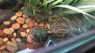 Reptiles and Cats at Petsmart