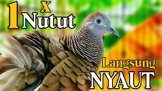 bunyi perkutut betina sekali nutut satu rt nyaut