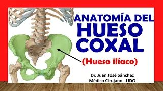 🥇 COXAL BONE - ILIACO BONE, Anatomy. Easy and simple