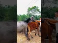 Lagu Be who you want to be strong enough #shorts #horse #meeting #viral #video #short