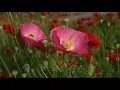 The Dance of Flowers Pink Corn Poppy Honeybee Harmony