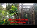 Download Lagu suara asli hutan Sumatra pikat cucak ranting gacor paling jitu untuk masteran juga mikat pasti turun