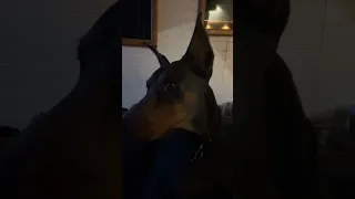 They’re back 🤣😂🐾 🦭 💜 .. #fyp #dream #youtube #doberman #pets