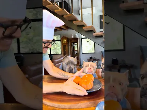 Camarão na Moranga 🫶🤩 Hoje um Prato especial para meus melhores AUmigos 🐾🐾