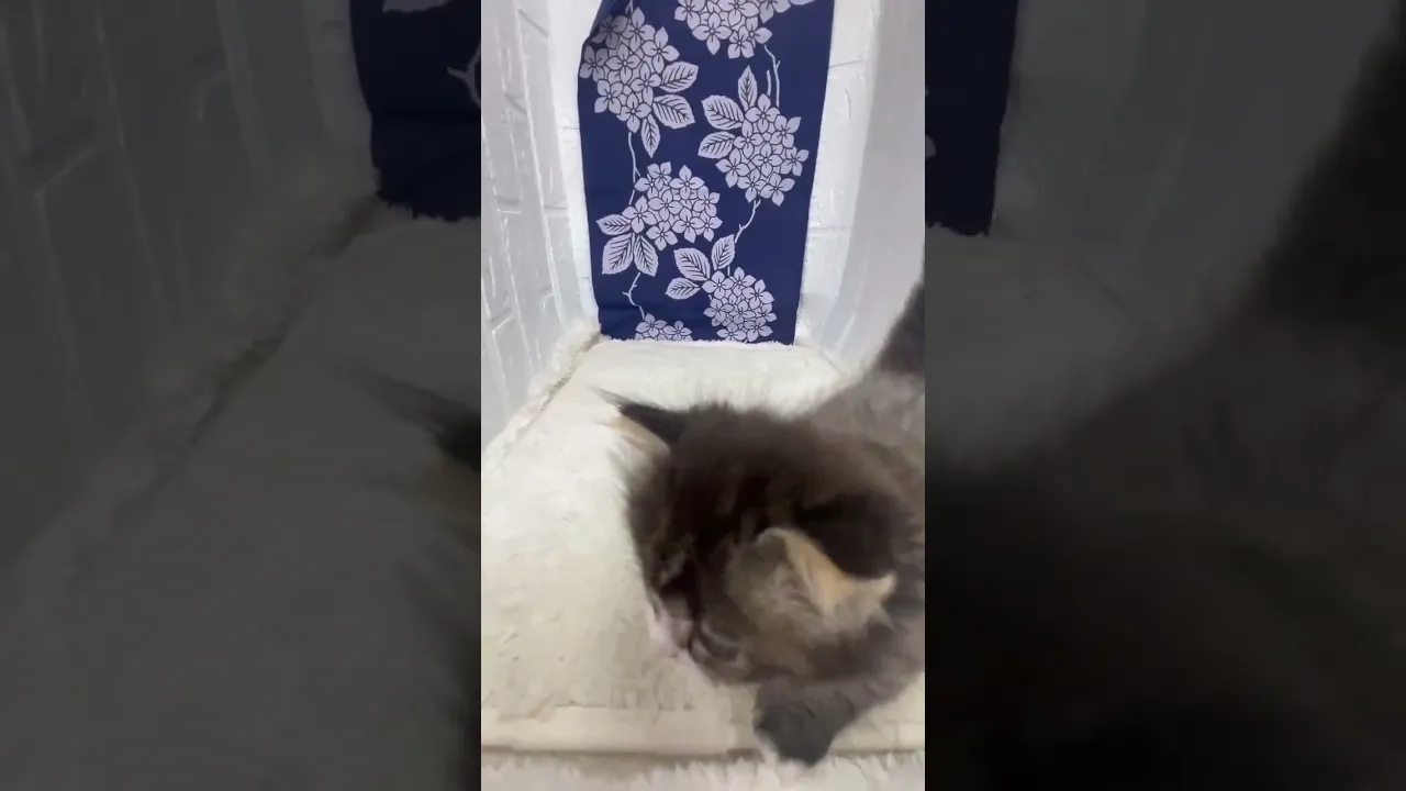 動画