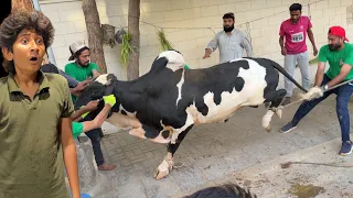 BAKRA EID DAY 1 COW QURBANI VLOG!