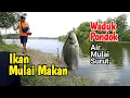 Download Lagu Mancing nila di waduk pondok volume airnya mulai turun ikan besar besar pun mulai makan