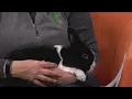 Adopt-an-Animal at the Peoria Zoo Good Day Central Illinois