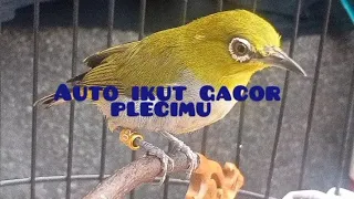 pleci buxtoni nembak wit wit sejaluran kicaumania plecimaniaindonesia masteranplecitembakan