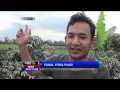 Download Lagu Akibat Erupsi Gunung Sinabung, Ruas Jalan Brastagi Menuju Medan Macet - NET 24