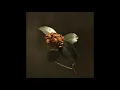 St. Paul & The Broken Bones - Apollo (Audio)
