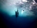 Black marlin at top speed Swiming so fast 100
