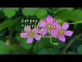 Download Lagu Sergey Grischuk - Together Forever (영원히 함께 할래요)