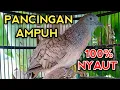 Download Lagu PANCINGAN PERKUTUT BANGKOK AGAR BUNYI AMPUH BIKIN PERKUTUT BANGKOK GACOR NYAUT 