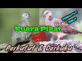 Lagu SUARA BURUNG PERKUTUT RIBUT UNTUK PIKAT PERKUTUT DAN DERKUKU PALING AMPUH