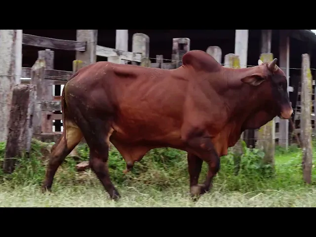 Touro Sindi RAJT - 2454