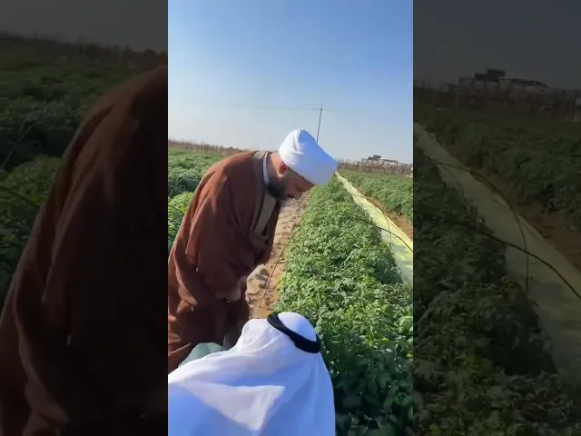 ⁣طماطة الزبير حلت بيه البركه بسبب الشيخ الفاضل زمان الحسناوي