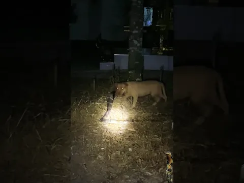 king cobra meets a dog